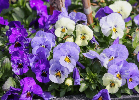 Violets, with their charming blooms and vibrant colors, make a delightful addition to any garden or indoor space.