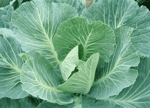 bok choy