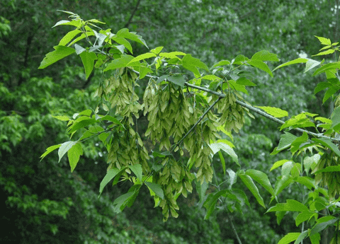 Landscaping with box elder trees can transform any garden into a vibrant, dynamic space with its unique beauty and fast-growing nature.