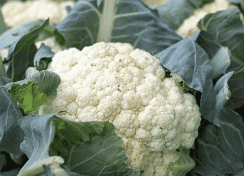 cauliflower