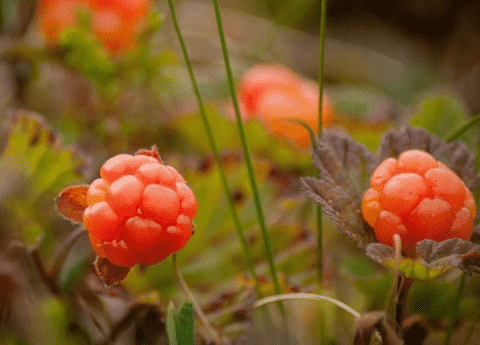 cloudberry