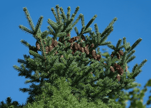 Growing conifers can transform any landscape into a verdant, year-round sanctuary, providing both aesthetic appeal and practical benefits.