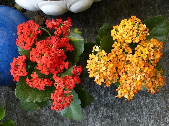 Vibrant Kalanchoe blossfeldiana plant with clusters of colorful flowers in full bloom, perfect for indoor gardening.