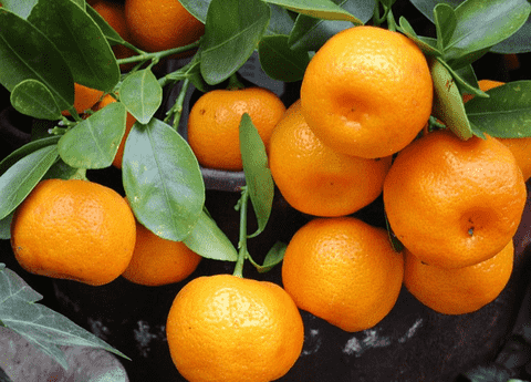 mandarins