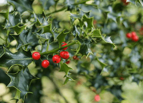 The festive charm of mistletoe is not just limited to the holiday season; this intriguing plant can also add a touch of magic to your home decor year-round.