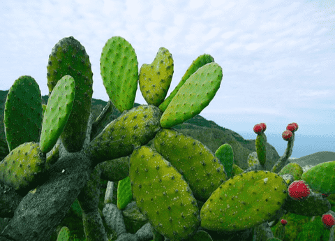 The prickly pear, also known as Opuntia, is a fascinating and versatile addition to any garden, offering both visual appeal and edible fruit.