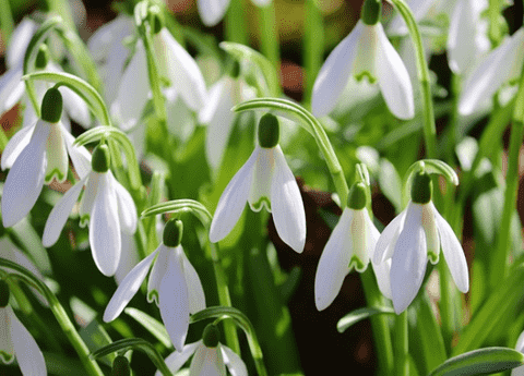 Snowdrops, with their delicate white petals and resilient nature, are a beloved addition to many gardens, heralding the end of winter and the promise of spring.