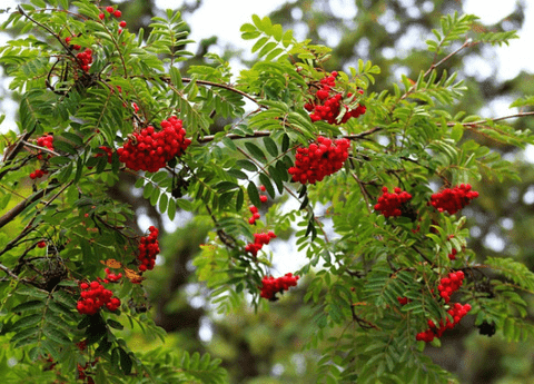 Ash Tree