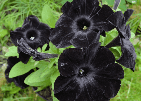 Black Flowers