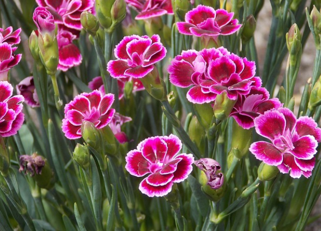 Carnation flowers