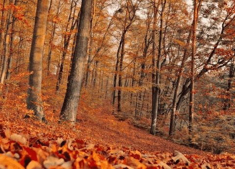 Deciduous Trees