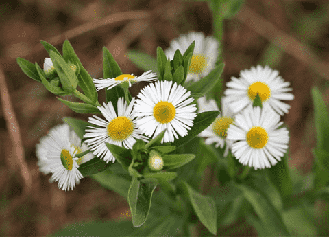 Fleabane