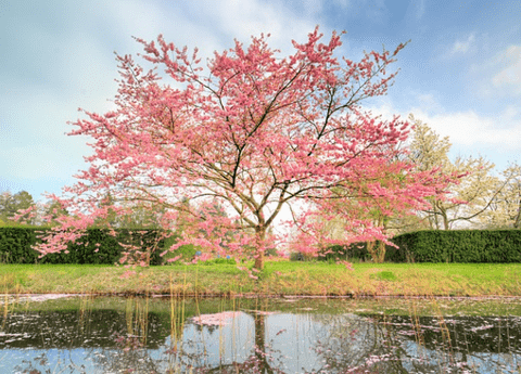 Flowering Trees