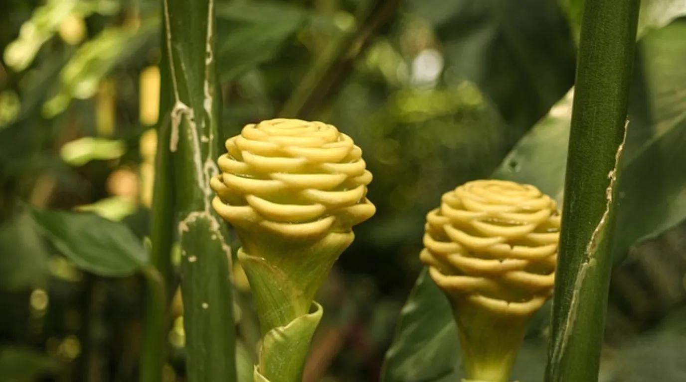 A vibrant Ginger (Zingiber spp.) flower with bright red, cone-shaped bracts and delicate yellow true flowers emerging, surrounded by lush green tropical foliage.
