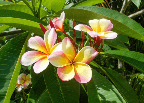 Hawaiian Flowers