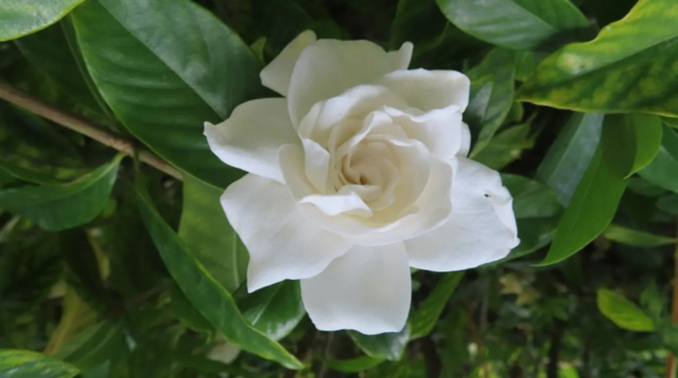A delicate Hawaiian Gardenia (Gardenia brighamii) flower with creamy white petals spiraling around a golden-yellow center, surrounded by glossy green leaves.