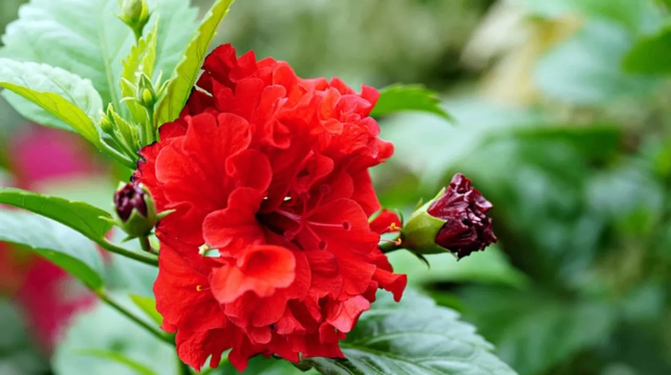 A delicate Hawaiian Hibiscus (Hibiscus arnottianus) flower with pure white petals and a long, protruding red-tipped stamen, surrounded by lush green foliage.