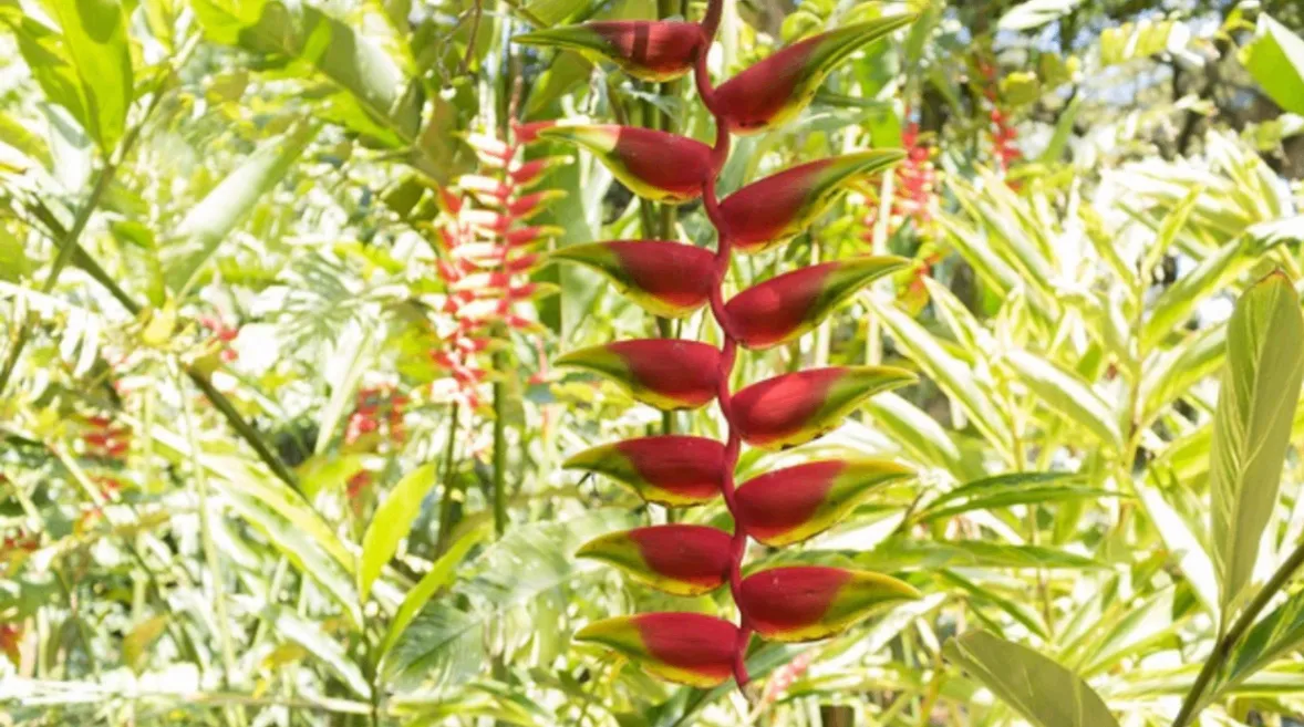 A striking Heliconia (Heliconia spp.) flower with bright red and orange bracts arranged in a cascading pattern, surrounded by lush green tropical foliage.