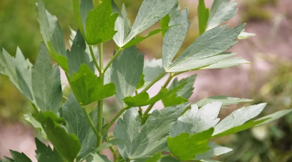 A detailed close-up of Lovage seedlings with vibrant green leaves in a well-prepared garden bed.