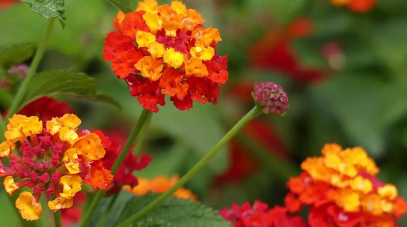 A vibrant Lantana (Lantana camara) cluster with small, multicolored flowers in shades of yellow, orange, pink, and red, surrounded by deep green, textured leaves.