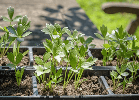 Lovage A Beginner's Guide to This Versatile Herb