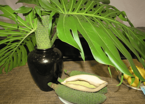 Monstera Fruit