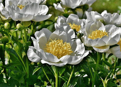 Peonies flowers