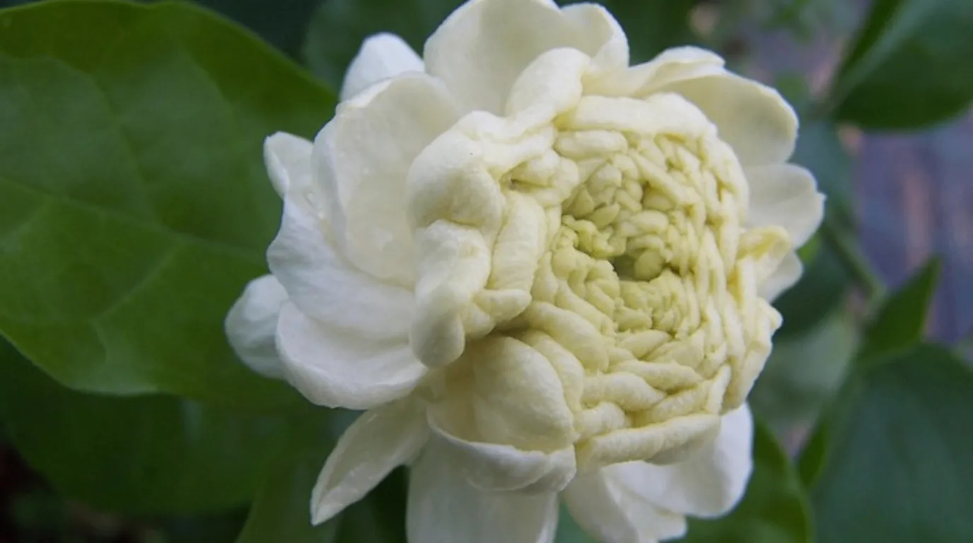 A delicate Pikake (Jasminum sambac) flower with pure white, star-shaped petals and a soft, waxy texture, surrounded by lush green leaves.