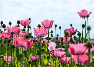 Transform Your Garden with These 25 Stunning Pink Flowers