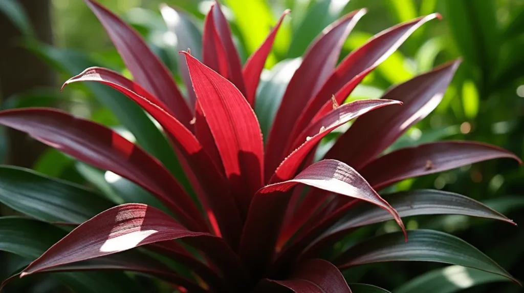 A Ti Plant (Cordyline fruticosa) with long, vibrant leaves in shades of burgundy, magenta, and green, arranged in a fan-like pattern, surrounded by lush tropical foliage.