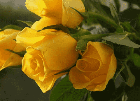 Yellow Flowers