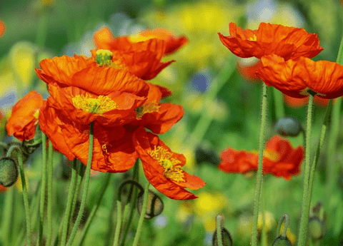 California Poppy