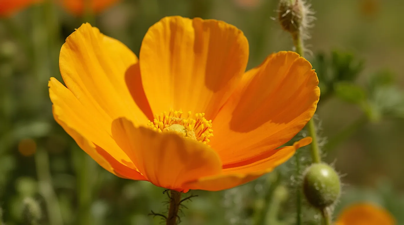 A close-up of a California Poppy in full bloom, showcasing its vibrant orange petals and delicate green foliage.