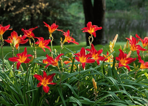 Daylily