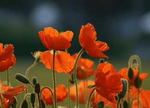 Orange flowers