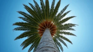 King Palm Tree with towering height and dramatic fronds