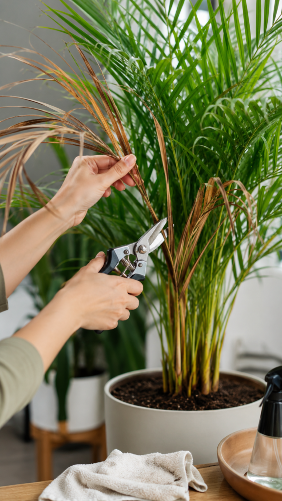 Gardener pruning dry brown fronds from a healthy areca palm.