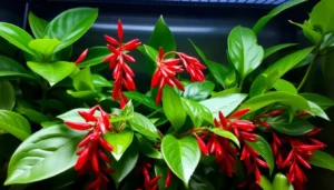 A lush, vibrant lipstick plant (Aeschynanthus) thriving in a humid, warm terrarium. The plant's crimson, tubular flowers cascade against a backdrop of glossy, deep green foliage. Soft, diffused lighting from above accentuates the plant's intricate textures and vibrant colors. The scene conveys a sense of the plant's temperature and humidity requirements, hinting at the challenges of maintaining the ideal conditions for this tropical specimen in a domestic setting.