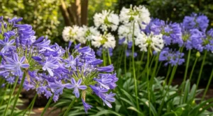 Agapanthus