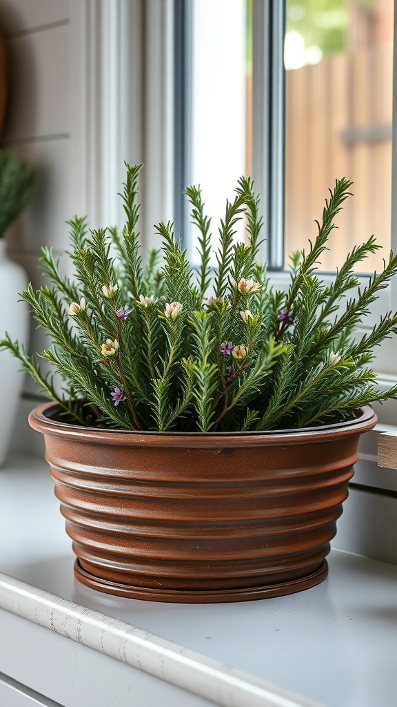 A terracotta pot with a lush rosemary plant on a windowsill.