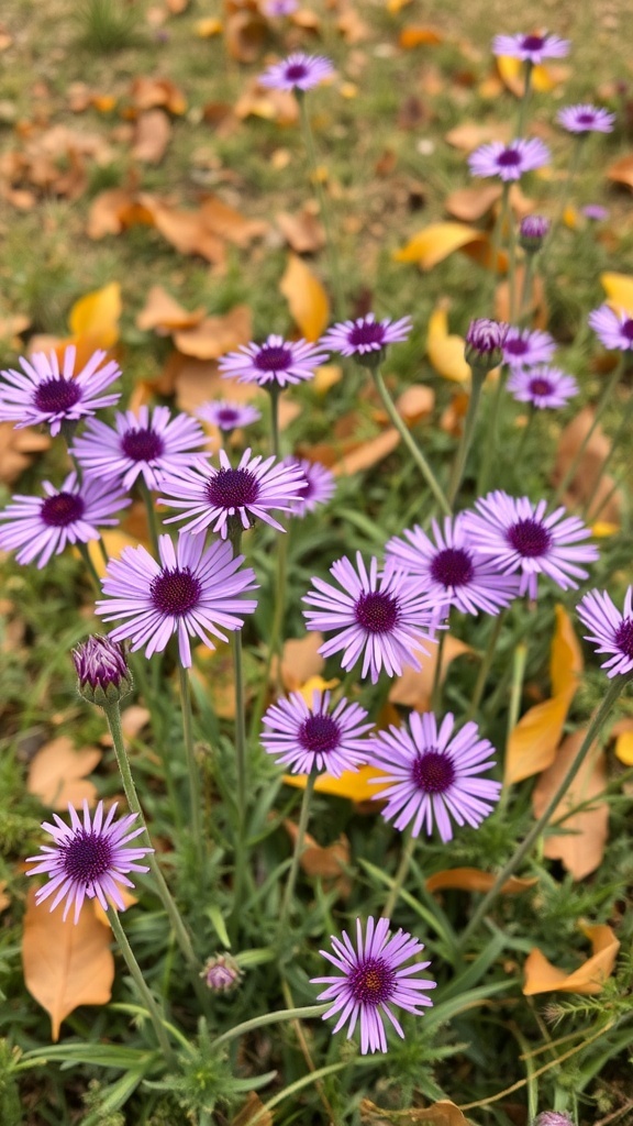 A cluster of purple asters blooming among fallen leaves