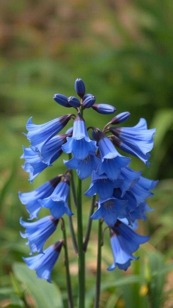 A cluster of blue bellflowers in full bloom