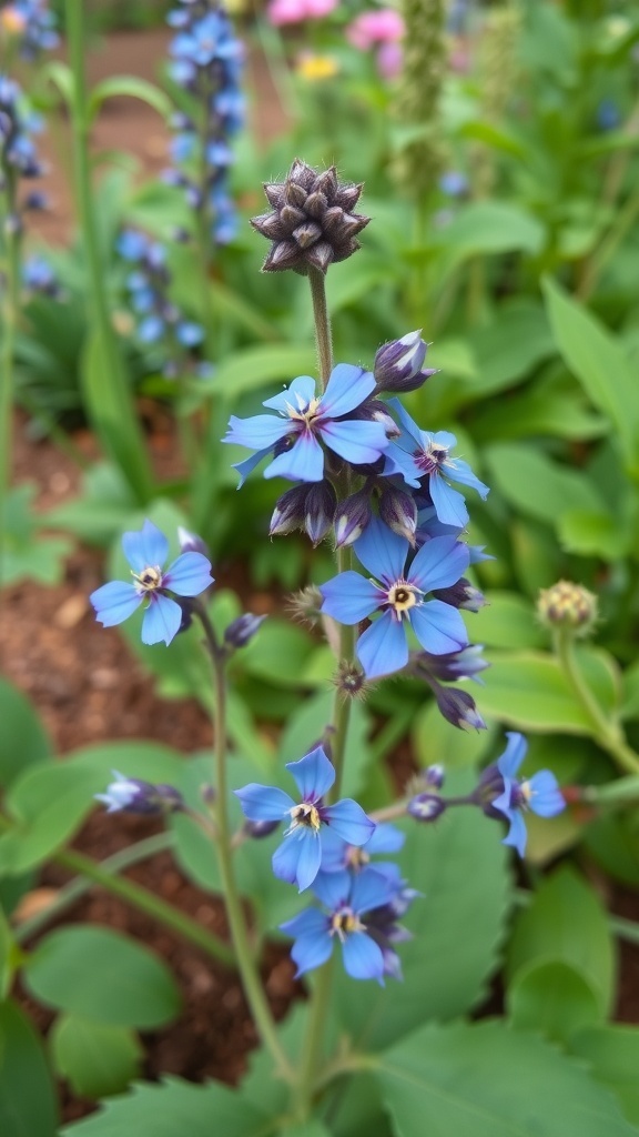 Close-up of borage flowers with blue petals and green leaves
