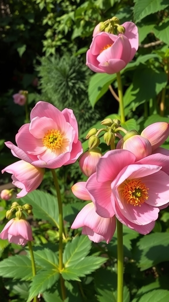Pink hellebores blooming in a garden