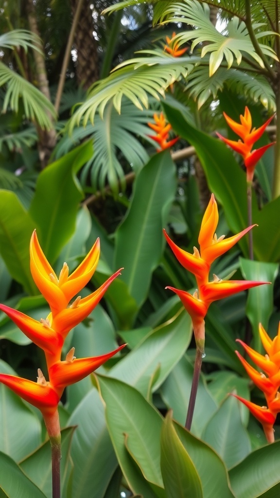 Tropical Heliconia flowers in orange and yellow colors surrounded by green leaves