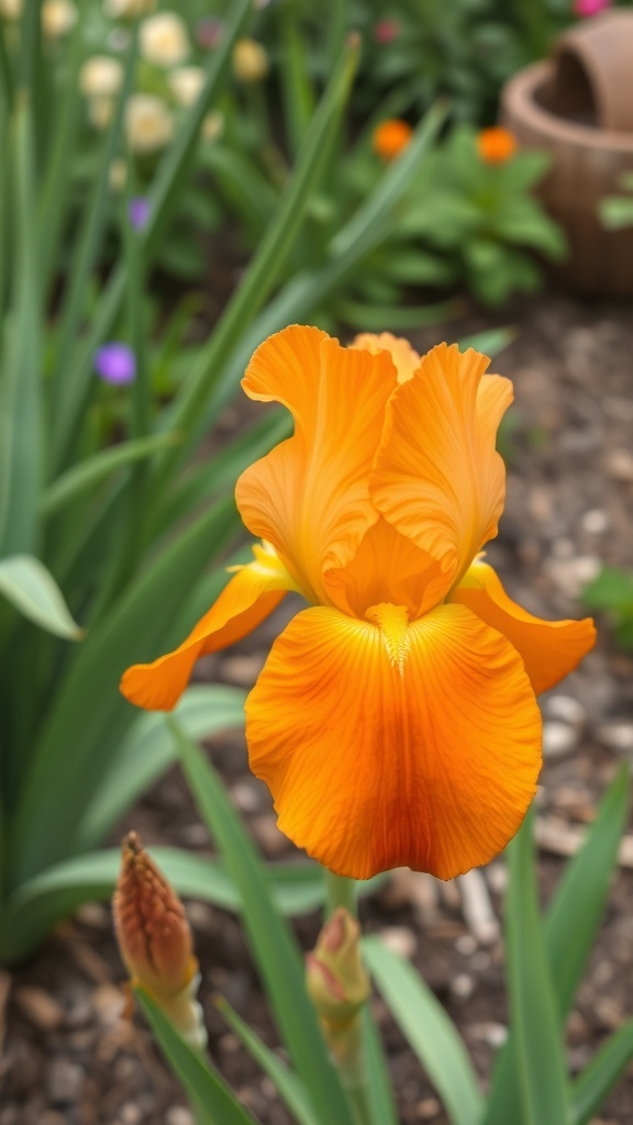 A vibrant orange Iris flower in full bloom, surrounded by green leaves and other colorful flowers.