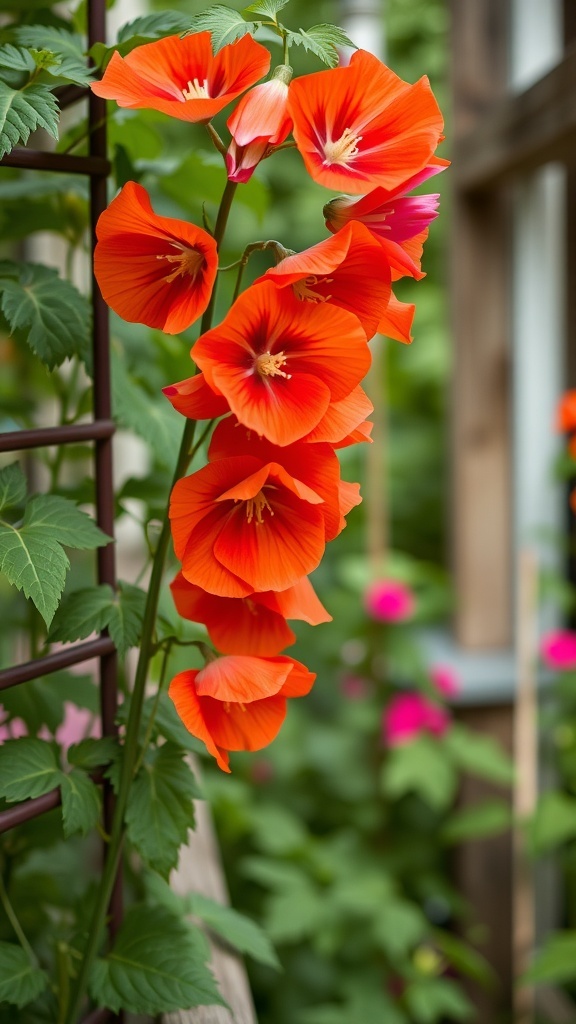 A cluster of vibrant orange sweet pea flowers climbing a trellis in a garden.