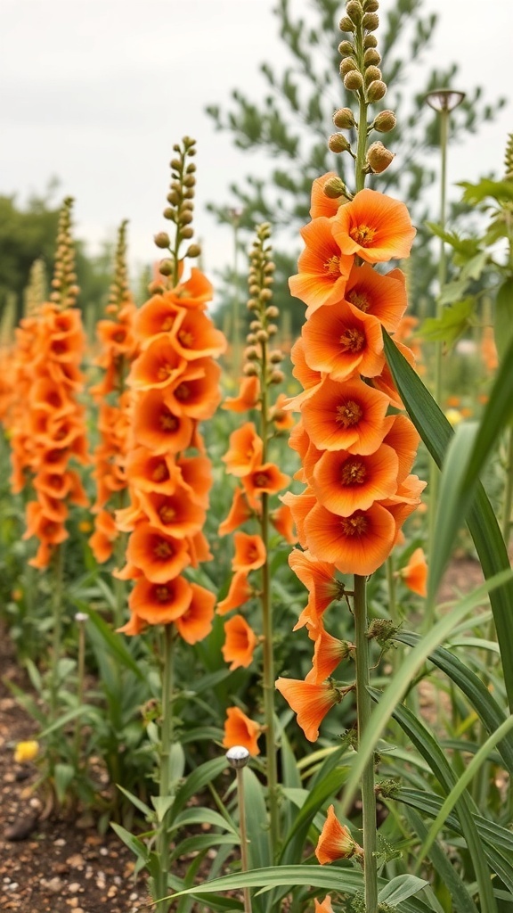 A row of tall orange hollyhocks blooming in a garden.