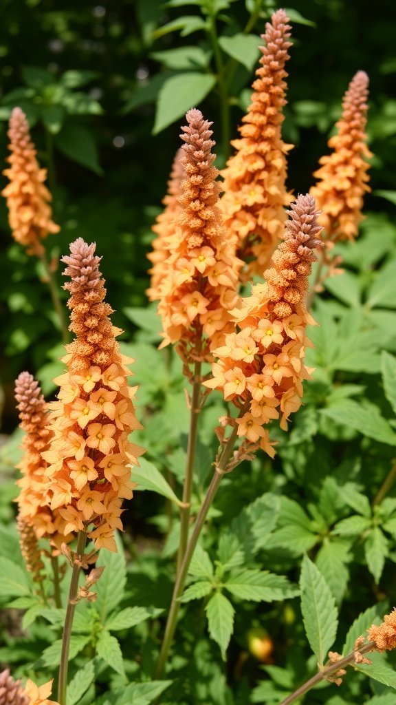 A cluster of vibrant orange Astilbe flowers surrounded by green foliage.