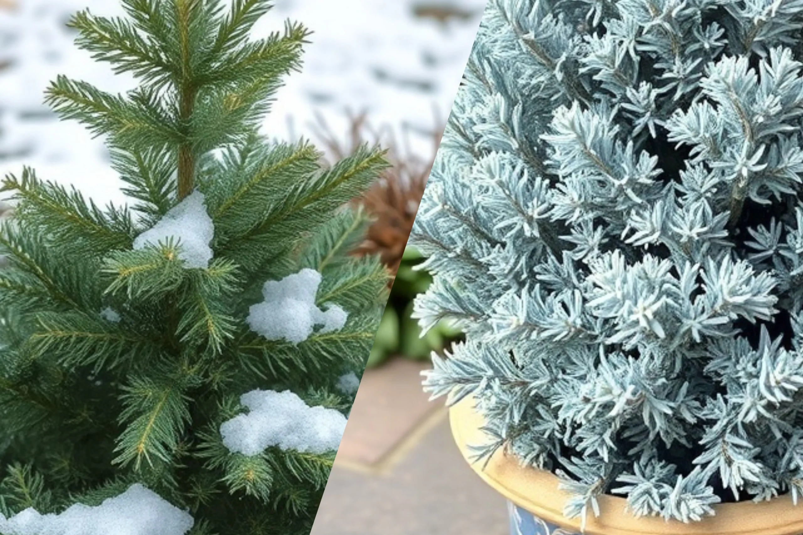 45 Small Evergreen Plants for Small Gardens That Stay Green All Year